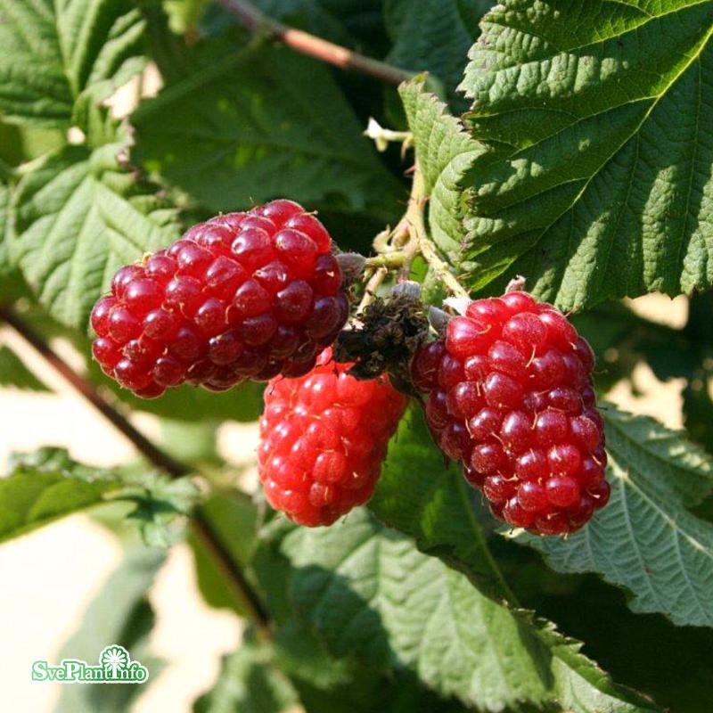 Björnbärshallon 'Tayberry' 1-pack i kruka