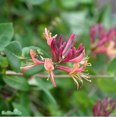 Blomsterkaprifol 'American Beauty'