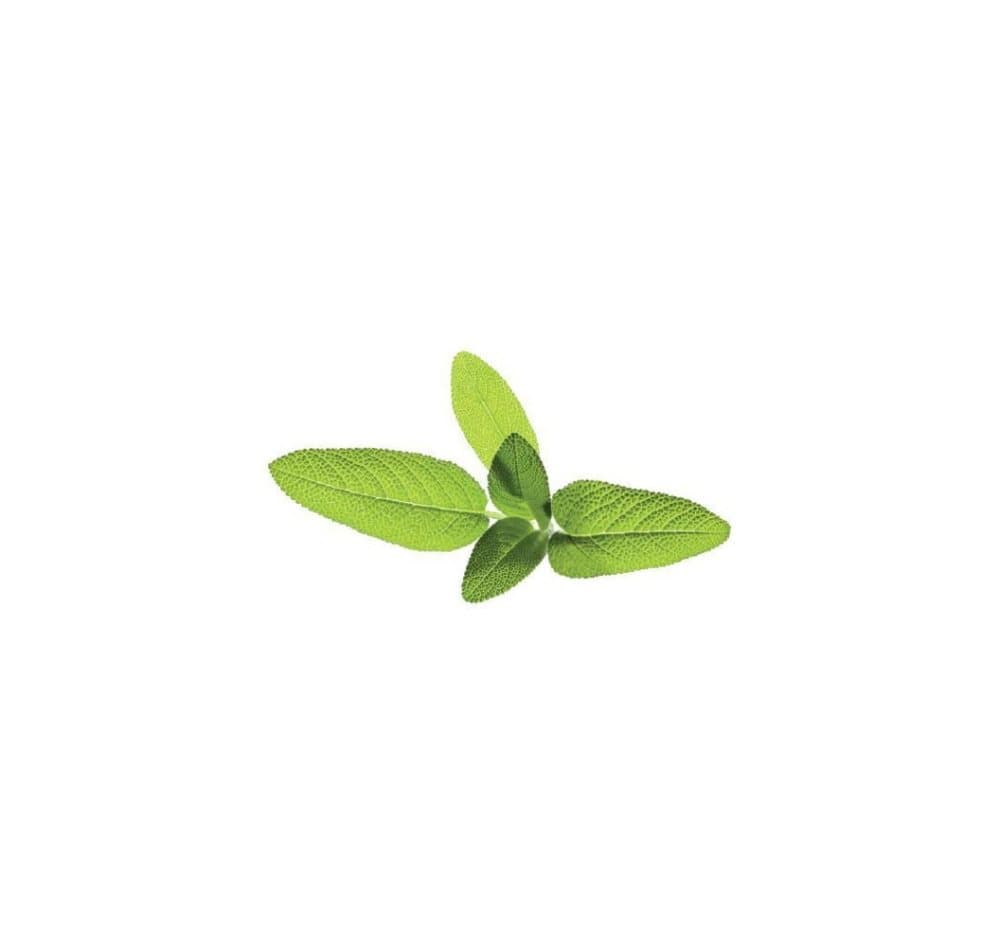 Click & Grow Smart Garden refill Sage 3st