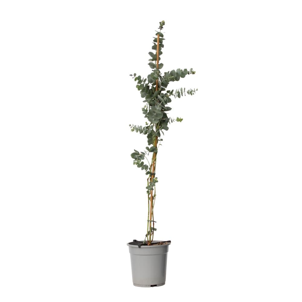 Eukalyptus - Eucalyptus cinerea 'Silver Dollar' - Höjd 90-110cm - ⌀19cm