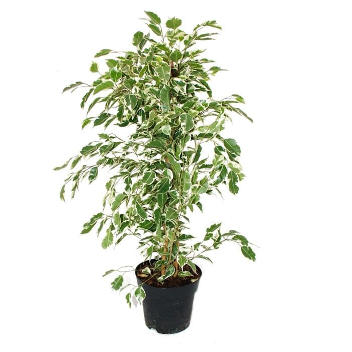 Exotenherz - Ficus benjamini Twighlight i 17cm kruka