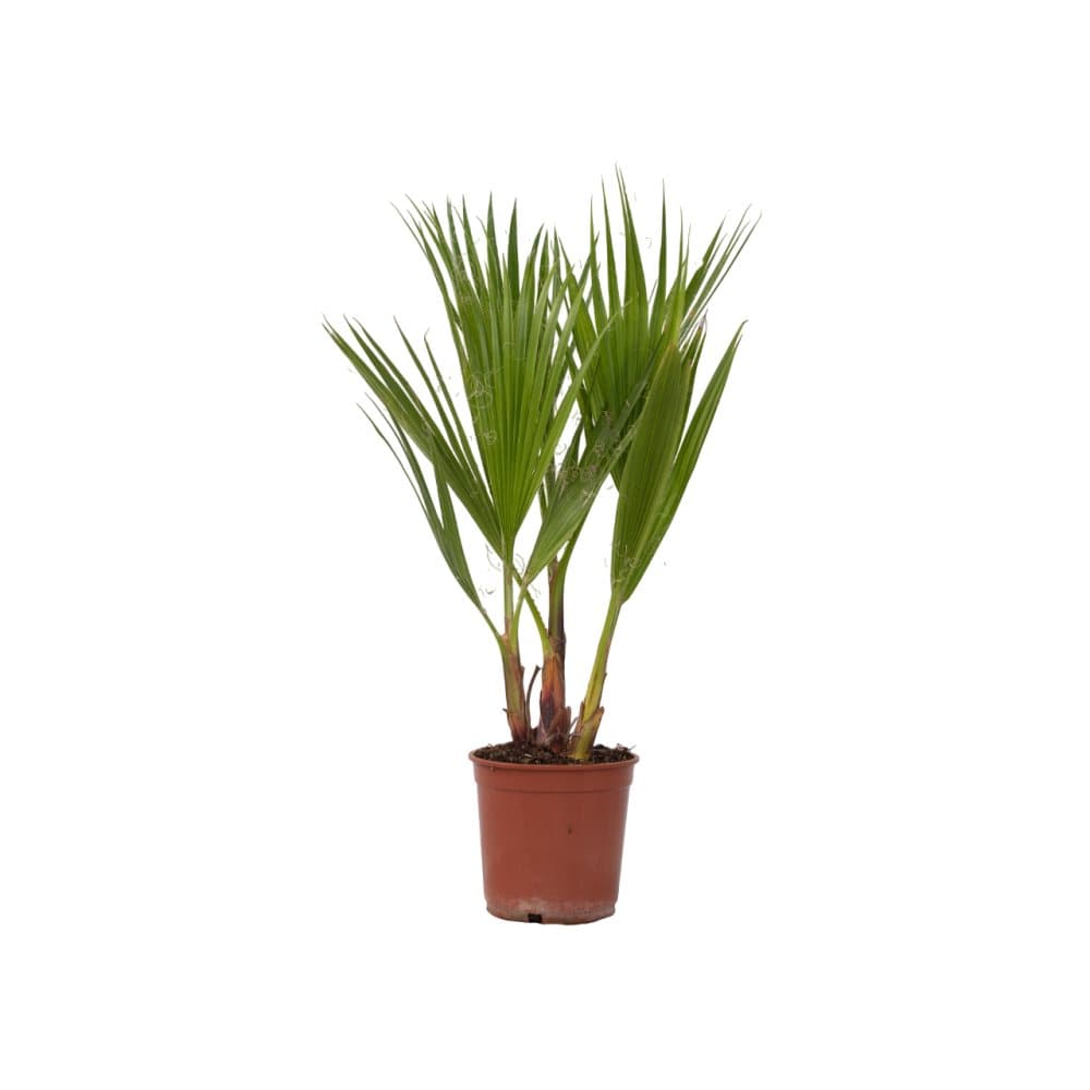 Fläktpalm - Washingtonia robusta - Höjd 50-60cm - ⌀15cm