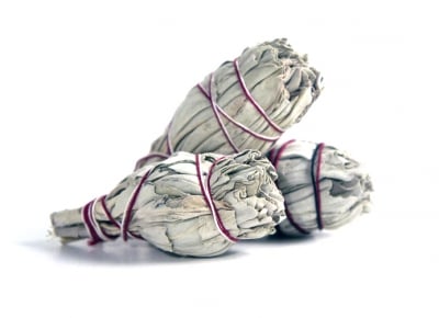 Vit Salvia - Liten